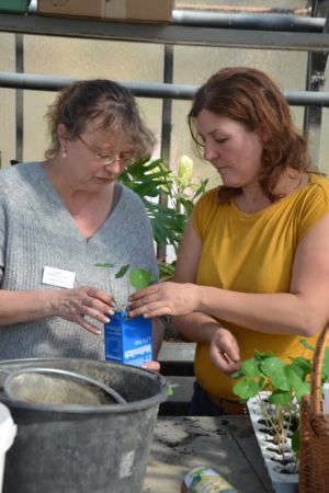 Einsaat von kleinen Pflanzen