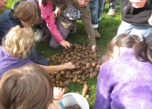 Kartoffelprojekt
