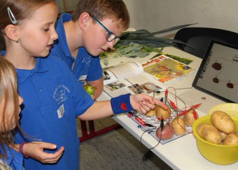 Stromkreis-aus-Kartoffeln