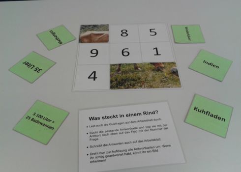 Aufgabe - Was steckt in einem Rind?